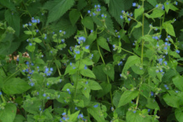 Pentaglottis sempervirens Overblijvende ossetong bestellen